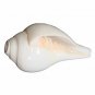 Vamavarti 11 cm Blowing Shankh Loud & Big Pooja White Right Hand Shankh Energize