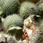 Datura Flower Seed- Dhatura Beej -Beej Dhatura -Purple Angels Trumpet Moonflower