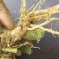 Lady Finger / Gumbo / Bhindi / Hibiscus Esculentus Root Powder