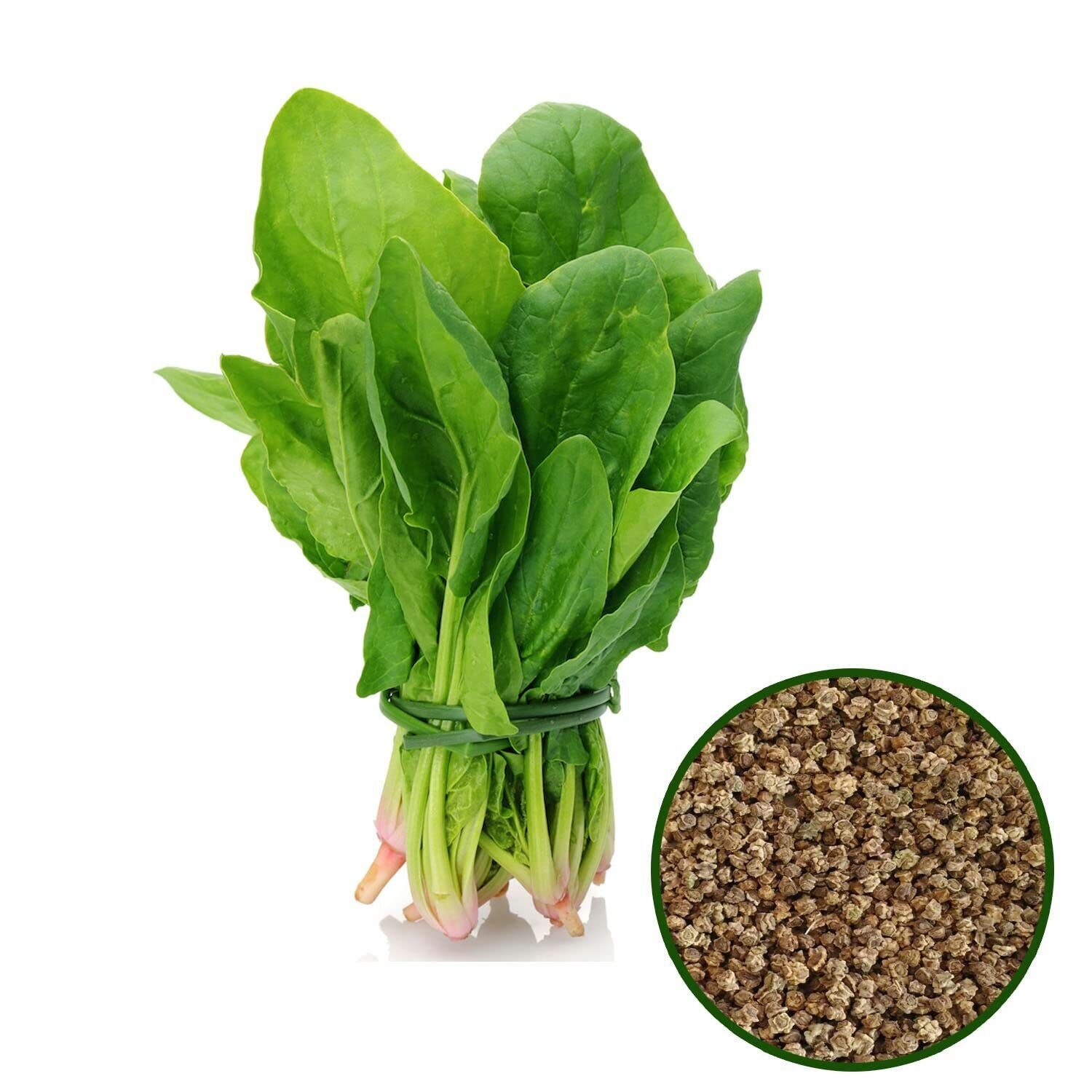 Natural Edible Spinach Seeds Beej Palak Spinacia Oleracea