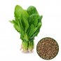 NATURAL EDIBLE SPINACH SEEDS - BEEJ PALAK - SPINACIA OLERACEA