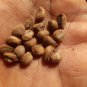 NATURAL VIDHARA-BIDHARA WOOD-ELEPHANT CREEPER-ARGYREIA SEED RAW DRIED -200 SEEDS