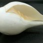 SHANKHA SOUND SHANKH CONCH SACRED SHELL NAVRATRI HINDU POOJA DIVINE HOLY 4 INCHE