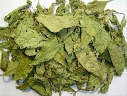 STEVIA LEAF - MADHU TULSI - MITHI TULSI - STIVIA LEAVES - STEVIA REBAUDIANA