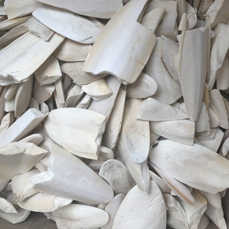 SAMANDAR JHAG - SEA FOAM - SAMUNDER JHAG - SAMUNDER FAN - SAMUNDAR JHAAG