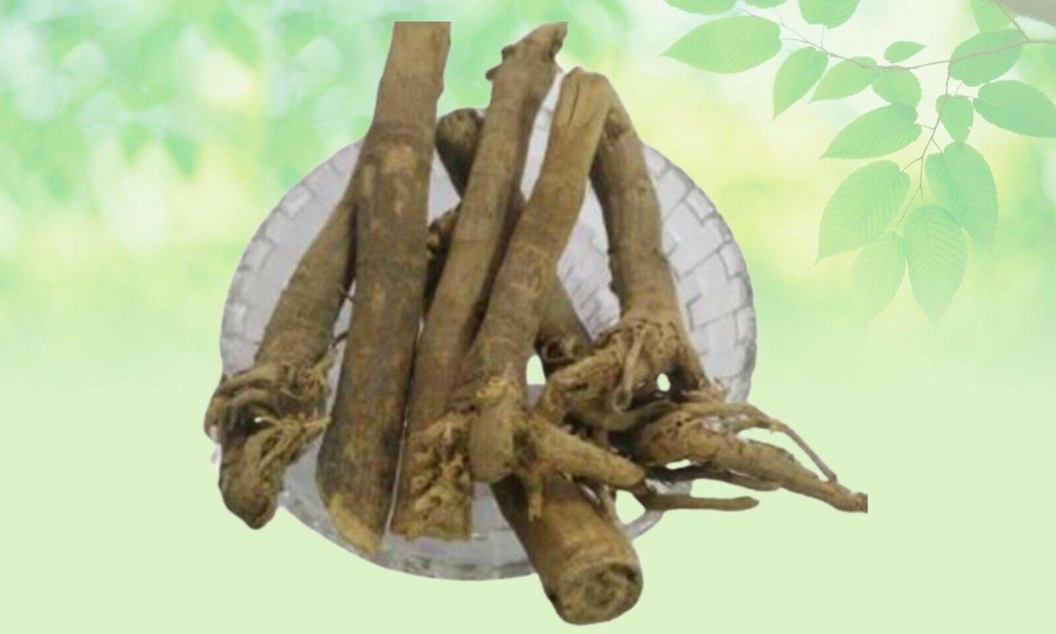 NATURAL SAUNF JADD - FENNEL ROOT - SAUNF ROOT - INDIAN HERB
