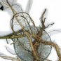 Dried root Achyranthes Aspera Apamarg Panchang Latjira,Chirchita,Aghata