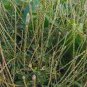 Dried root Achyranthes Aspera Apamarg Panchang Latjira,Chirchita,Aghata