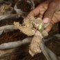 PUSHKARMOOL - PUSHKAR MOOL - ORRIS ROOT - INULA RACEMOSA