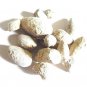 BER PATTHAR - BER PATHAR - HAJRUL YAHOOD - FOSSIL ENCRINITE