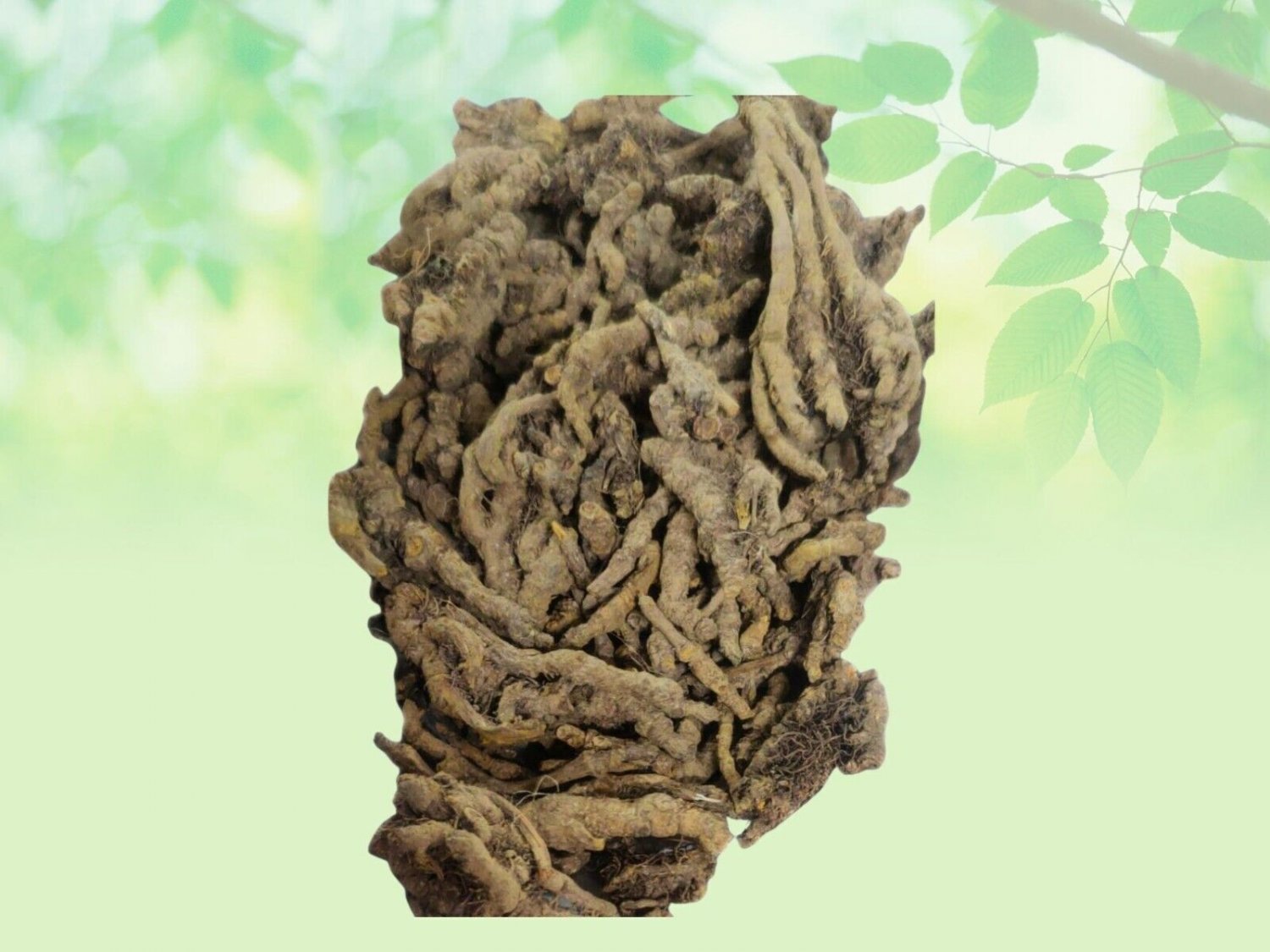 Mamira-Goldthrea-Raw Herbs-Mameera-Mamiri-Haldiya-Bachnag-Coptis Teeta