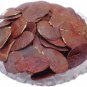 EDIBLE BILAS PAPDA - PALASH BEEJ - TESU SEEDS - DHAK BEEJ - BUTEA FRONDOSA