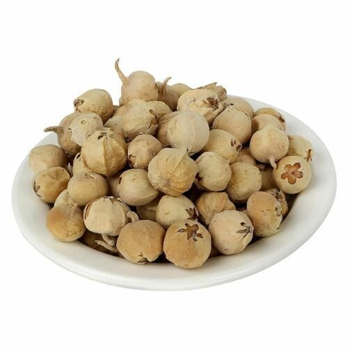 PANEER DODI - PANEER DODA - PANEER FRUIT - PANEER PHAL - WITHANIA COAGULANS