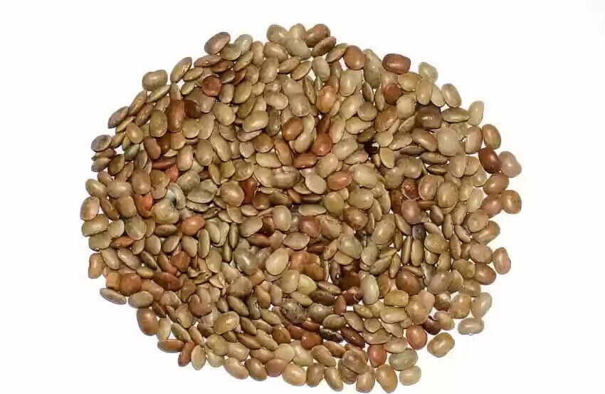 Kulthi Dal-Dolichos Biflorus-Raw Herbs-Gahat Dal-Horse Gram-Single Herbs