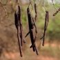 Amaltas Phali Powder-Cassia Fistula Pods-Raw Herbs-Amaltaas Fali-Single Herbs
