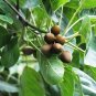 INDIANJADIBOOTI BAHEDA - BAHERA - BIBHITAKI - TERMINALIA BELERICA