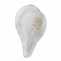 Big Shankh Loud & Big Sea Shell For Pooja Small White 4 Inches Sankh