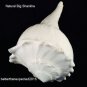 BIG DAKSHINAVARTI SHANKHA RARE HIGHLY SPIRITUAL DIVINE CONCH RIGHT HANDED SHANKH