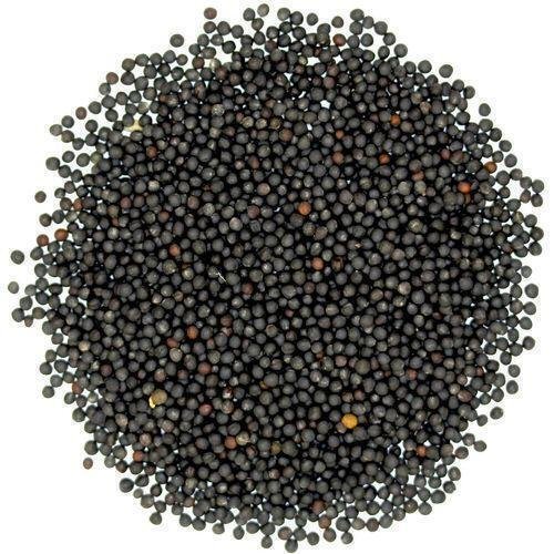 BLACK MUSTARD - SARSO KALI - MOHARI - SARSON KAALI - BRASSICA NIGRA