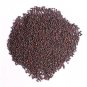 BLACK MUSTARD - SARSO KALI - MOHARI - SARSON KAALI - BRASSICA NIGRA