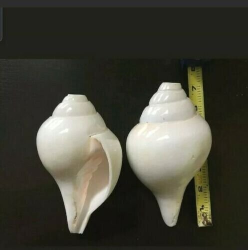 Genuine Vamavarti Shankh / Conch Shell Horn (White, 6") Free Ship