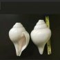 Genuine Vamavarti Shankh / Conch Shell Horn (White, 6") Free Ship