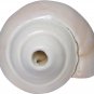 Genuine Vamavarti Shankh / Conch Shell Horn (White, 6") Free Ship