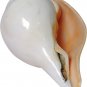 Shankh Vamavarti BAJNEWALA Dattatreya Conch Shell Loud &Big Blowing Shankh 6inch
