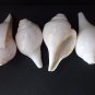 Shankh Vamavarti BAJNEWALA Dattatreya Conch Shell Loud &Big Blowing Shankh 6inch