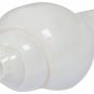 Shankh Vamavarti BAJNEWALA Dattatreya Conch Shell Loud &Big Blowing Shankh 6inch