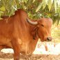 100% Pure Indian Cow Dung Cakes ( Brown ) Pack of 30 Free Shipping