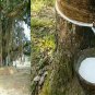 Natural Banyan Tree Milk Bohar ka Doodh Bad ka dudh Bargad milk dry