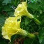 Yellow Datura Seeds - Dhatura Beej Pilli - Datura Stramonium - Thorn apple