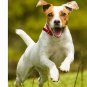 2X Medfly Healthcare Defender Pro Dewormer for Dogs of All Life Stages 10 Tablet