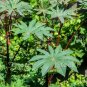 Dried Castor Leaves100% Natural Ayurvedic Free Shipping 20 Big Castor Leaves