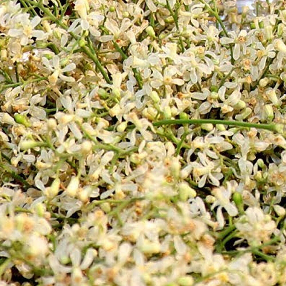 Neem Phool-Azadirachta Indica-Raw Herbs-Neem Flower Neem Phool, neem, phool, dry