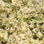 Neem Phool-Azadirachta Indica-Raw Herbs-Neem Flower Neem Phool, neem, phool, dry