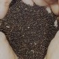 Jakhya seed, Wild Mustard, Himalayan Jakhya, Cleome viscose,Pahadi Black Jakhiya