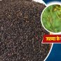 Jakhya seed, Wild Mustard, Himalayan Jakhya, Cleome viscose,Pahadi Black Jakhiya