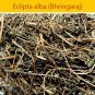 BHRINGRAJ LEAVES - BHRINGRAJ PATTA - BHANGRA LEAF - BHANGRAIYA - ECLIPTA ALBA