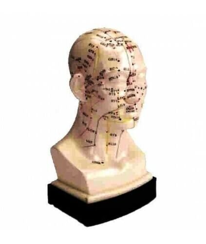 Human Head Acupuncture Model Sculpture Professional Educational Teaching