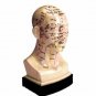 Human Head Acupuncture Model Sculpture Professional Educational Teaching