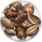 Natural Cowry Shells Color Brown For Luck & Prosperity Pack Of 21