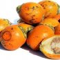 Organic Whole Dried Betel Nut (Areca Catechu) Supari Mouth Freshener Chewing gum