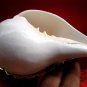 BIG POOJA SOUND SHANKHA SHANKH CONCH SHELL +BRASS STAND FOR HINDU DIVINE WORSHIP
