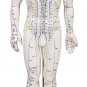 HUMAN ANATOMY MODEL - -Male Full Body 50cm - Professional Educational Teaching