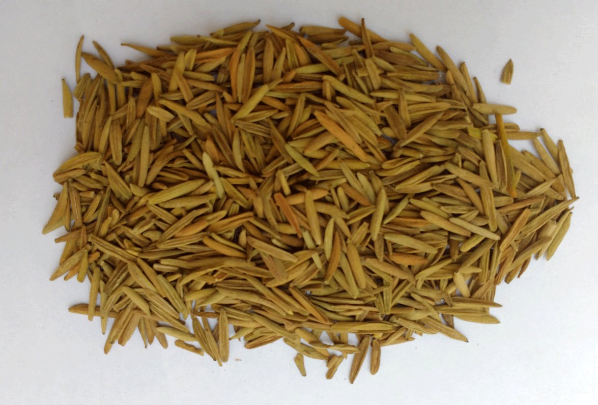 100% PURE KARVA INDRAJAU BITTER OLEANDER HOLARRHENA PUBESCENS WHOLE - 100 GMS