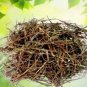 BHUMI AMLA (PANCHANG) - BHUMI AAMLA - BHOOMI AWLA - PHYLLANTHUS NIRURI