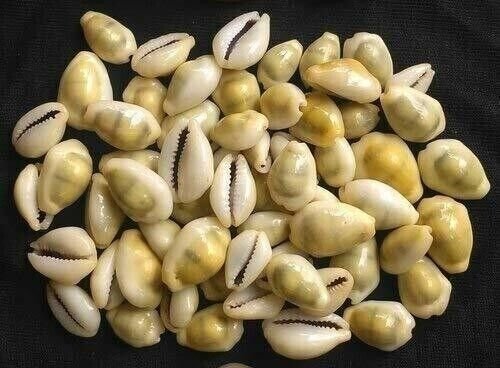 21 Pcs YELLOW LAKSHMI KAURI COWRIE Peeli Kodi Kaudi Kauri Puja Goddess Laxmi