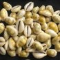21 Pcs YELLOW LAKSHMI KAURI COWRIE Peeli Kodi Kaudi Kauri Puja Goddess Laxmi